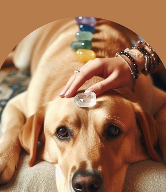 Reiki: tú y tu mascota - Gran Azul Tours